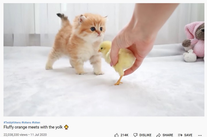 Picture shows a moment from the ‘Fluffy orange meets with the yolk’ video on YouTube. Note: Image is a screenshot from YouTube. (YouTube/NewsX)
