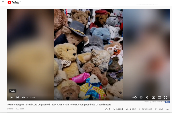 Picture shows a moment from the ‘Owner Struggles To Find Cute Dog Named Teddy After It Falls Asleep Among Hundreds of Teddy Bears’ video on YouTube. Note: Image is a screenshot from YouTube. (YouTube/NewsX)